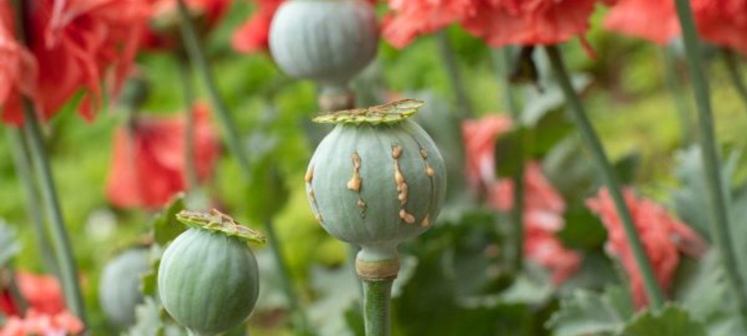 Myanmar Remains World’s Leading Source of Illegal Opium Cultivation