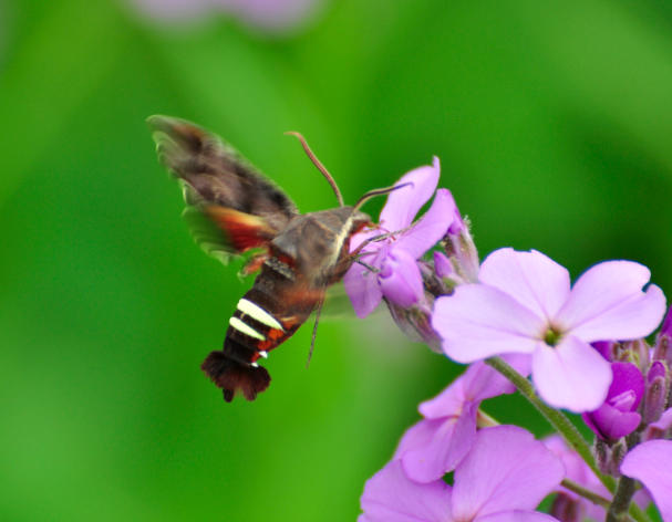 Lesser Known Pollinators