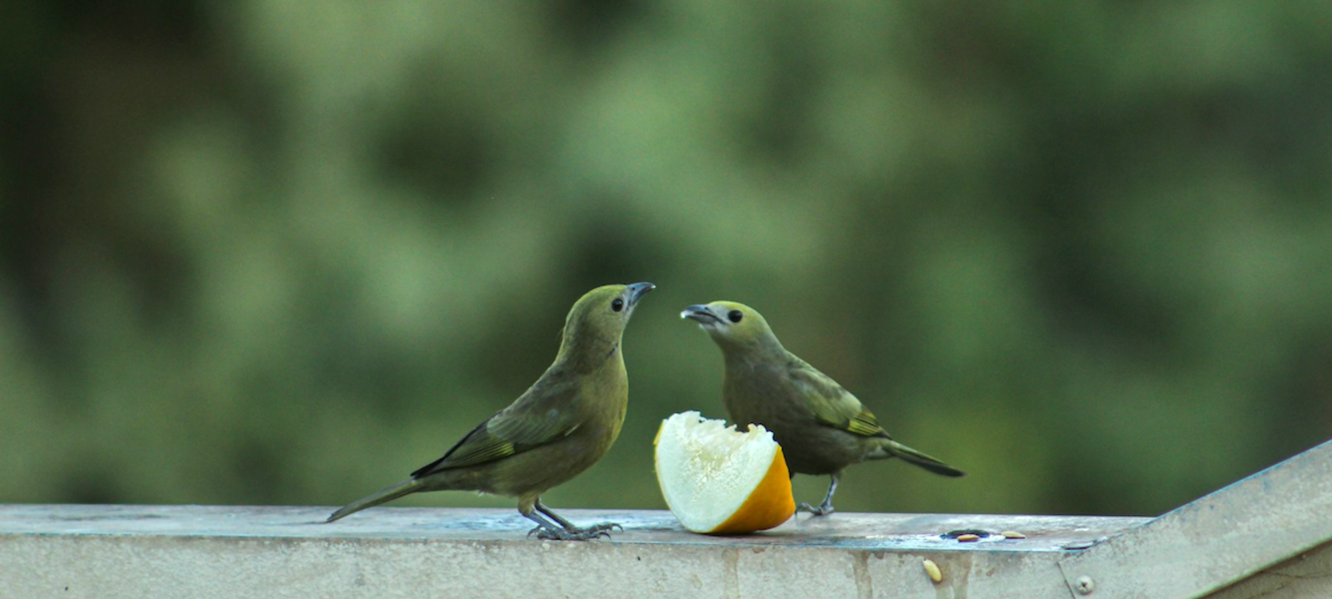 Reimagining Your Competitors as Collaborators | Jane Friedman