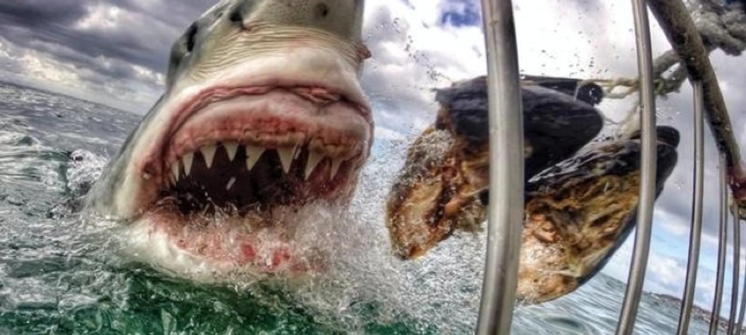 How an Elementary School Teacher Took the Most Popular Viral GoPro Photo To Date