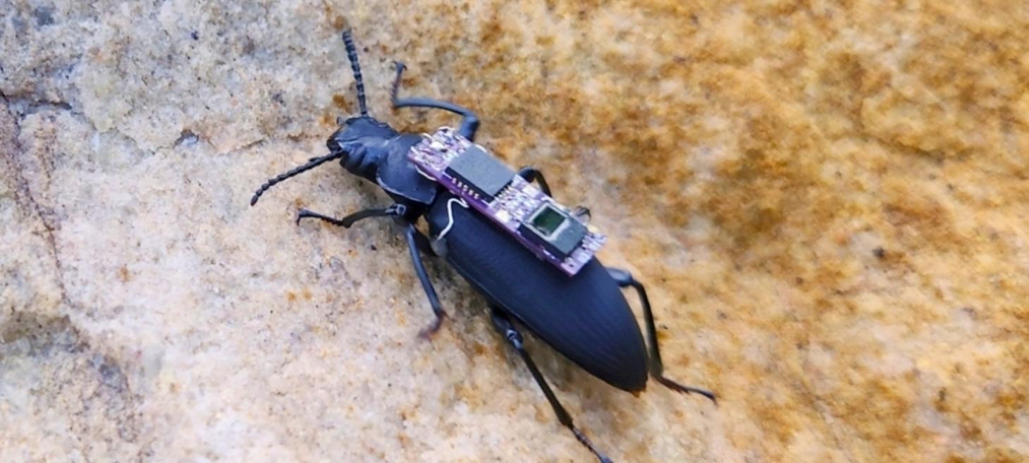 Cyborg Beetles Could Be Unlikely Heroes in Future Disaster Rescues : ScienceAlert