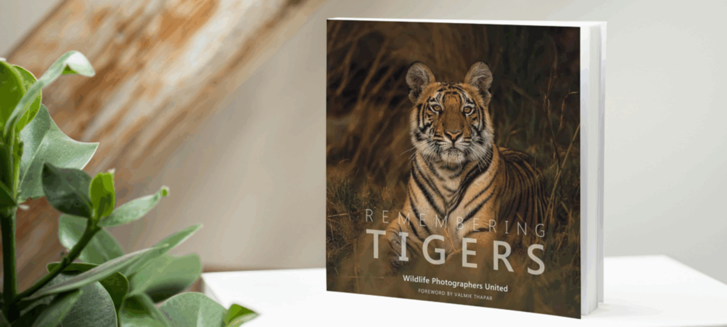 Cover Design Toolkit: Tips Every Indie Author Needs | Independent Publisher Book Awards