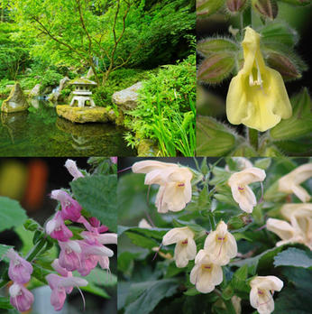 Getting Started: What Are Salvias?