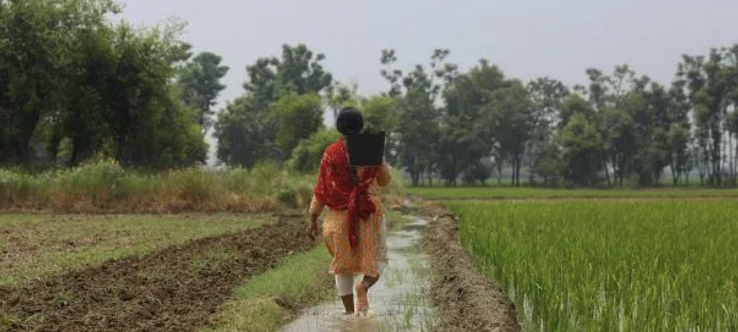 Dalit women reclaiming Punjab’s farmlands. ‘We are born on this land, have a right to it’