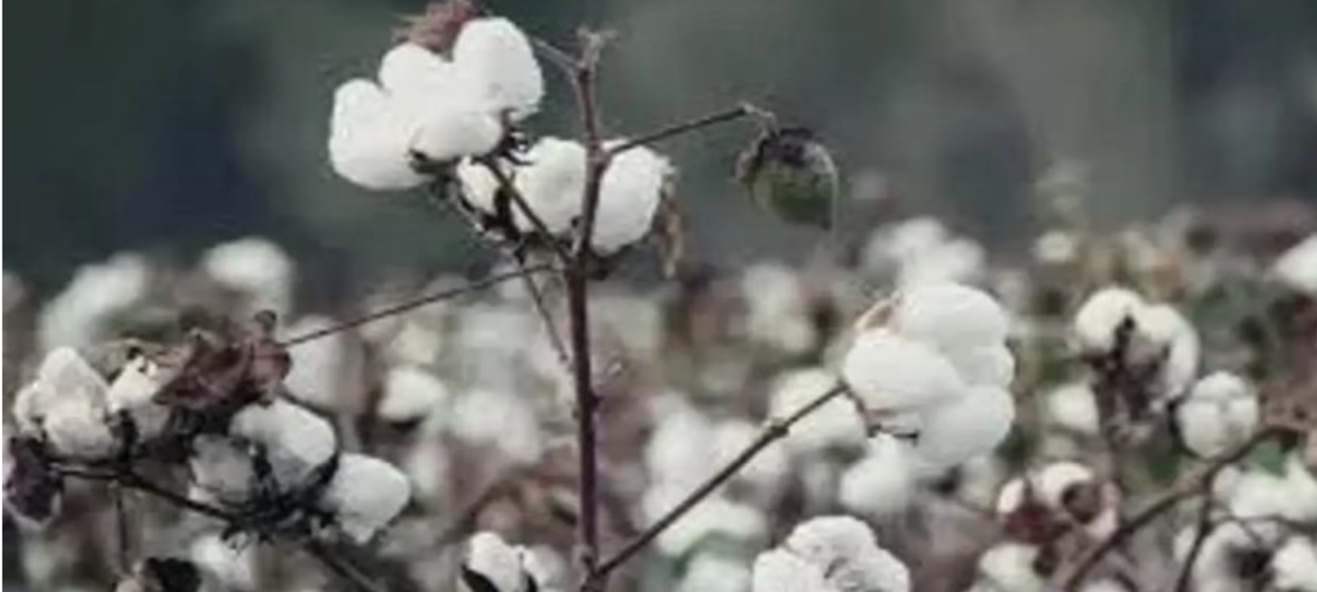 AIKS Calls Upon Farmers to Protest Decision to Scrap 11% Import Duty on Raw Cotton