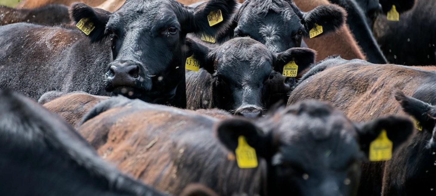 Brazilian Beef Importers Suspend Buys Due To Food Safety Questions