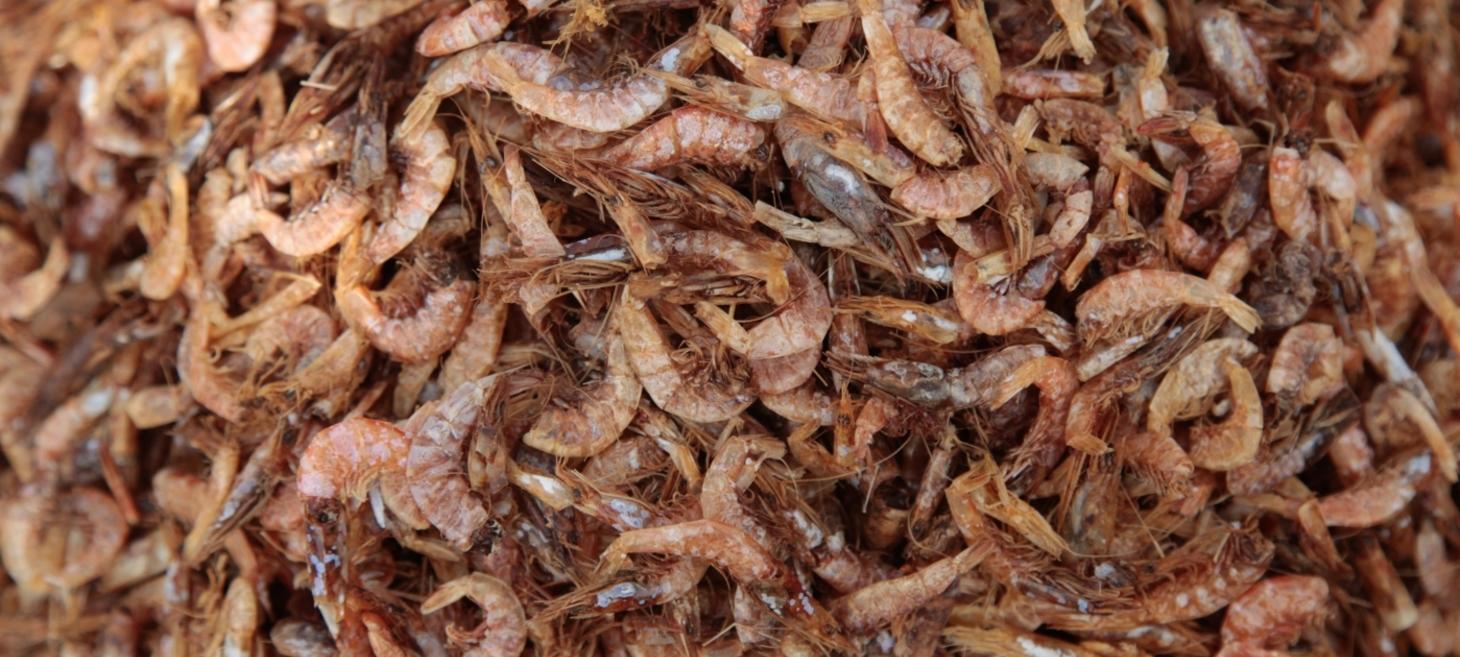 U.S. Tariffs Disrupt Indian Shrimp Industry