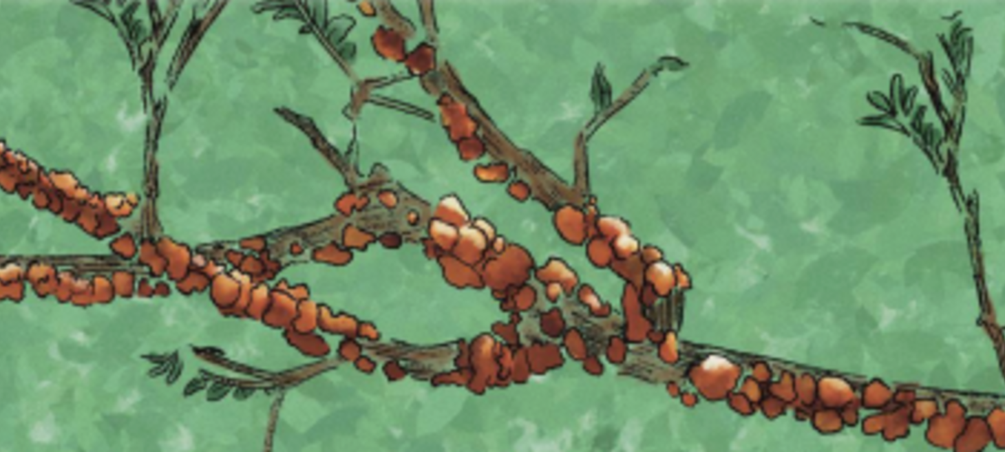 This yield from Jharkhand’s trees might hold the key to rural livelihoods