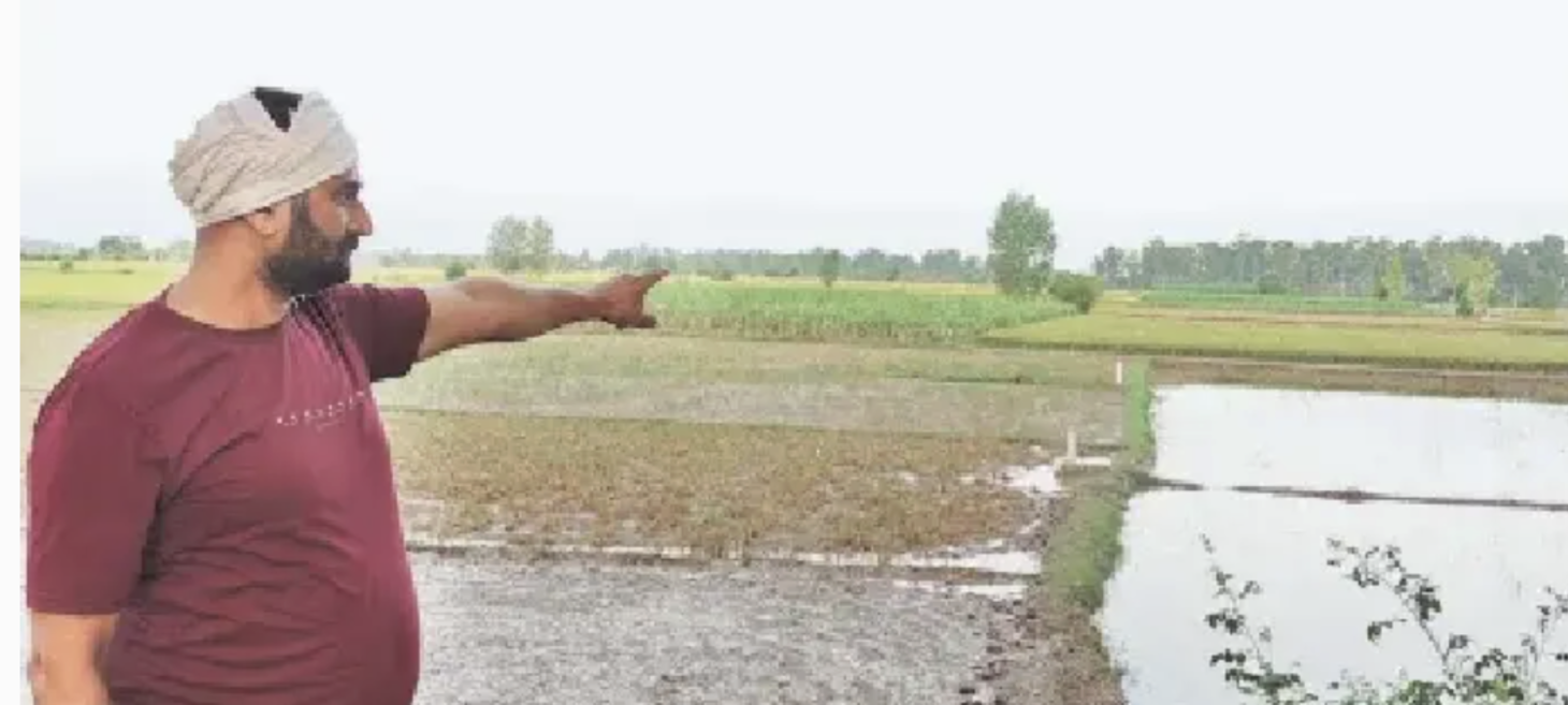 Punjab’s farmers struggle to reclaim flood-hit land amid ‘official apathy’
