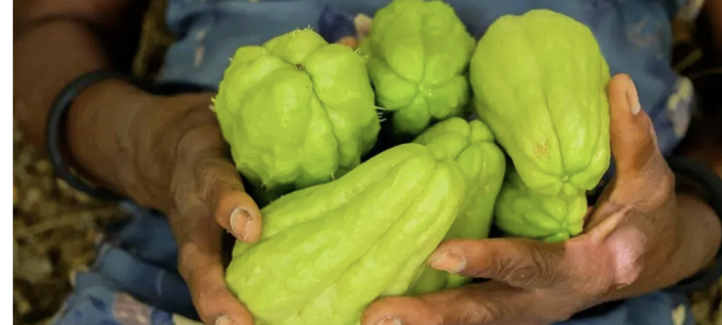 Mizoram’s iskut farmers get neither organic nor chemical fertilisers