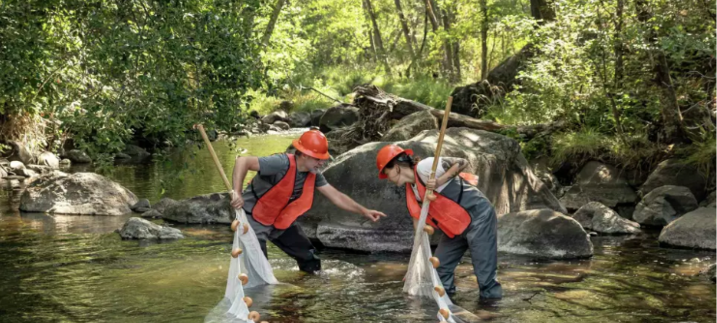 With California dams gone, salmon reach headwaters after a century