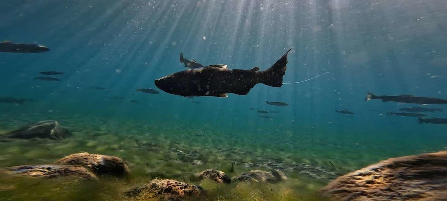 Salmon clear last Klamath dams, reaching Williamson and Sprague rivers - OPB
