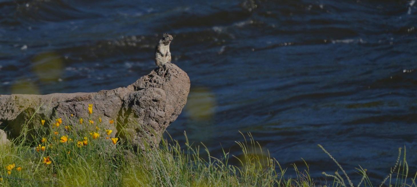 A year after the last dam was removed, this Western river has 'come alive' with salmon
