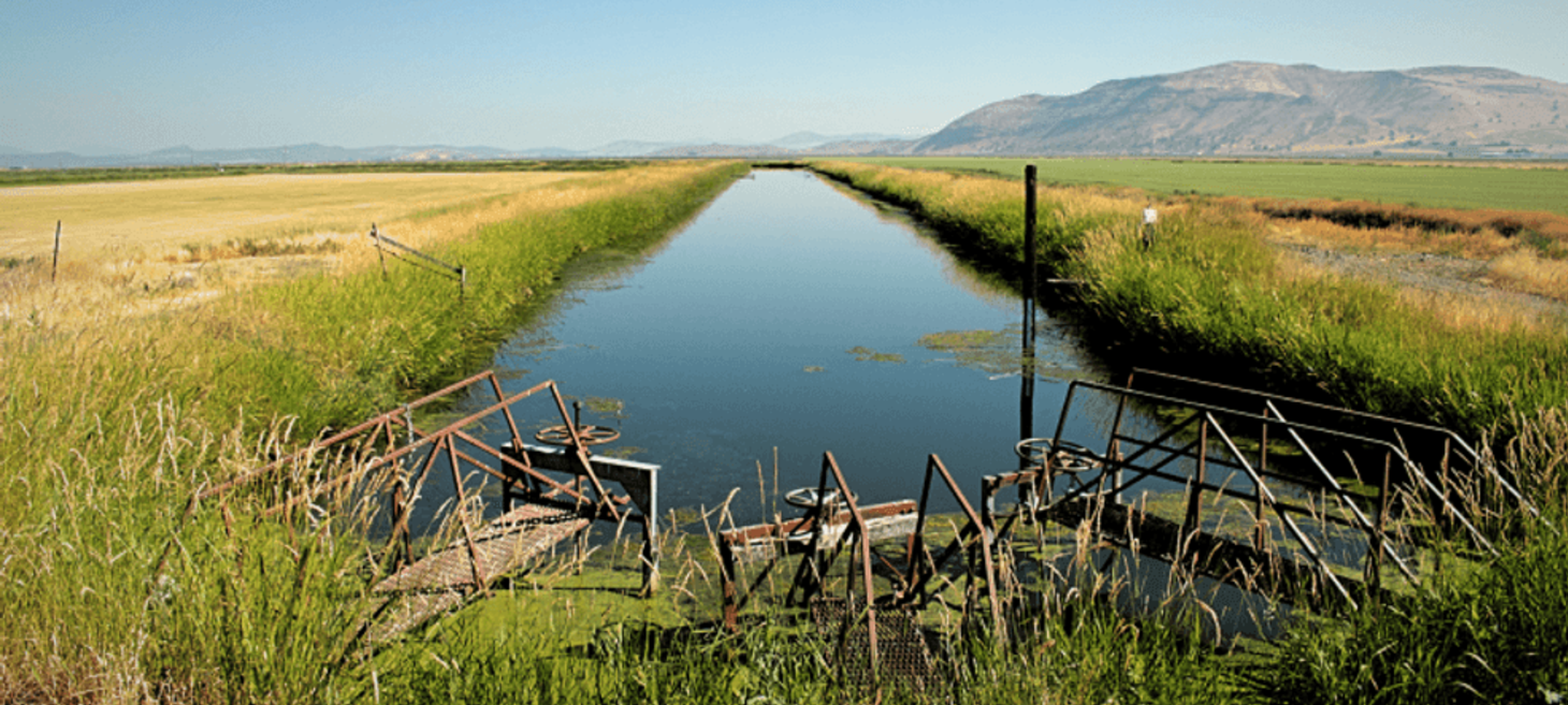 Salmon sightings in Klamath Drainage District highlight urgent need for fish screens