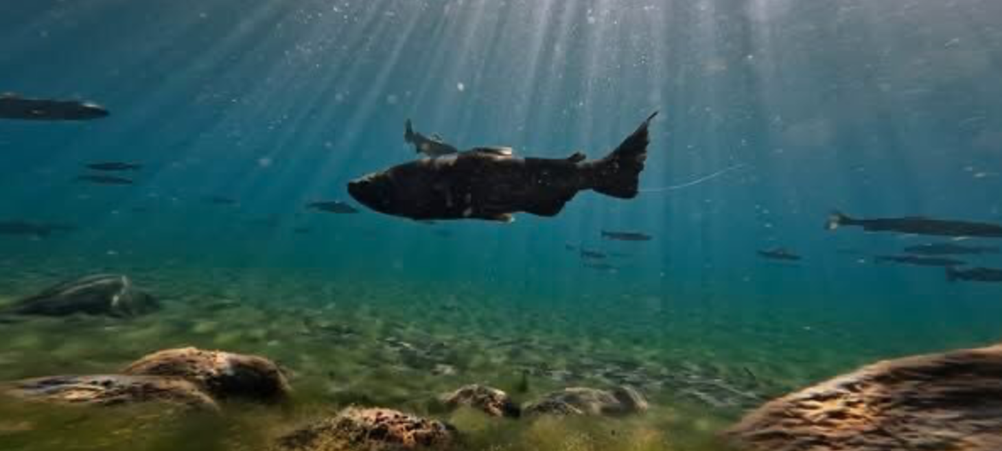 Klamath Tribes comment on salmon recovery as fish continue progress