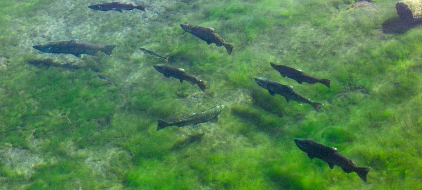 After an over 100 year absence, Klamath River salmon are back in Oregon's Williamson River!