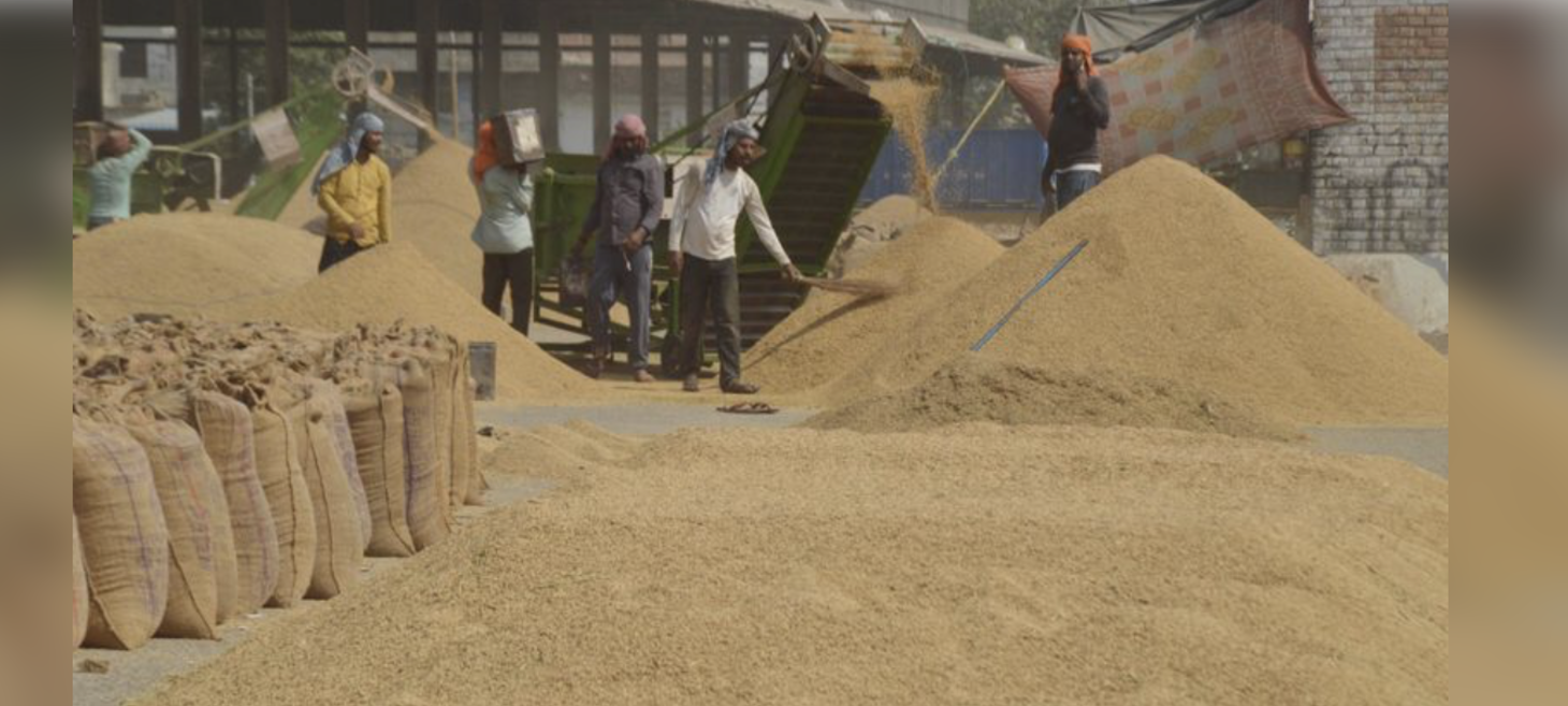 Ludhiana farmers face losses as discoloured paddy remains unlifted