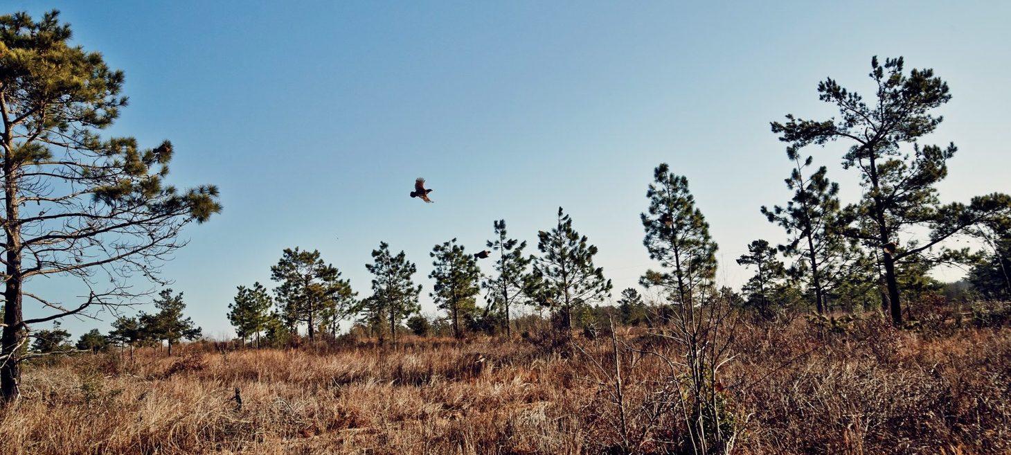 For the Love of the Game: Six Outdoors-Loving Writers Pay Homage to the Greats of the Southern Field