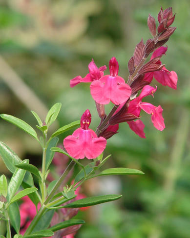 Salvia Greggii 'Cold Hardy Pink' Withstands Intense Cold and Heat