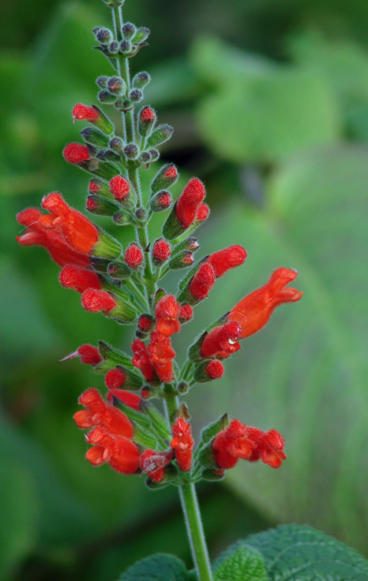 Poppy Red Designer Salvias for Your Valentine's Garden