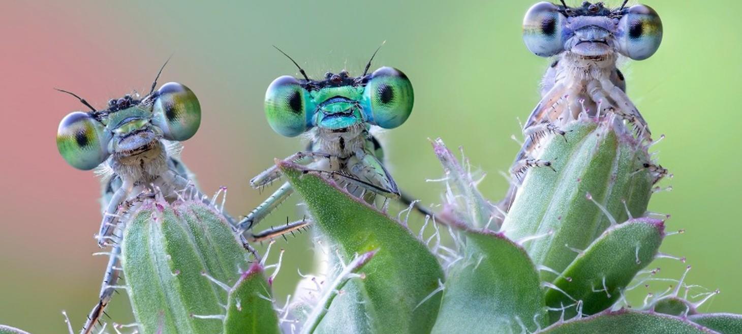 6 funny little eyes by Alberto Ghizzi Panizza