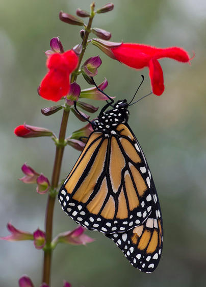 Western Monarch Overwintering Counts Released