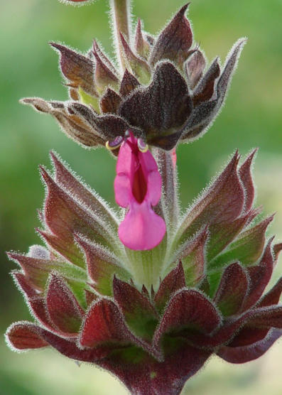 Favorite Salvias for Southern California Butterflies