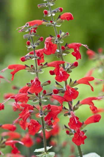 Planning a Salvia Flower Garden Calendar for Spring