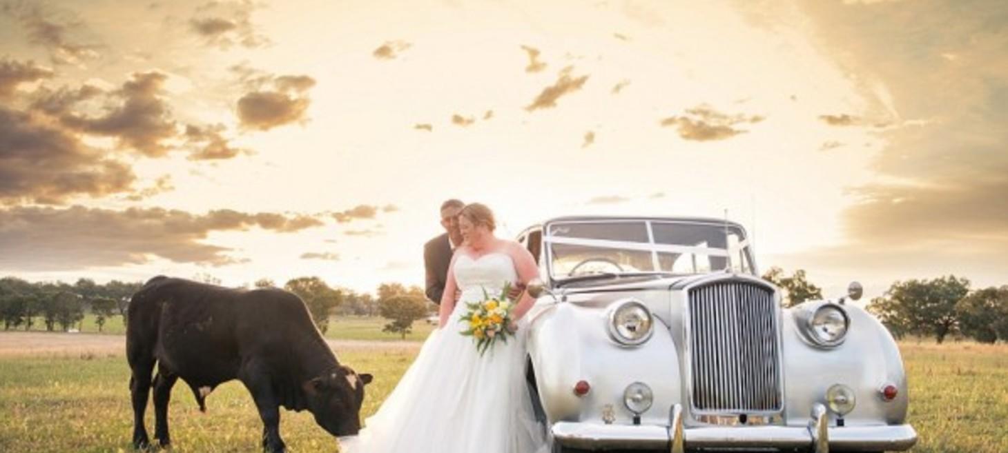 Couple’s Wedding Pictorial is Photobombed by an Inquisitive Bull
