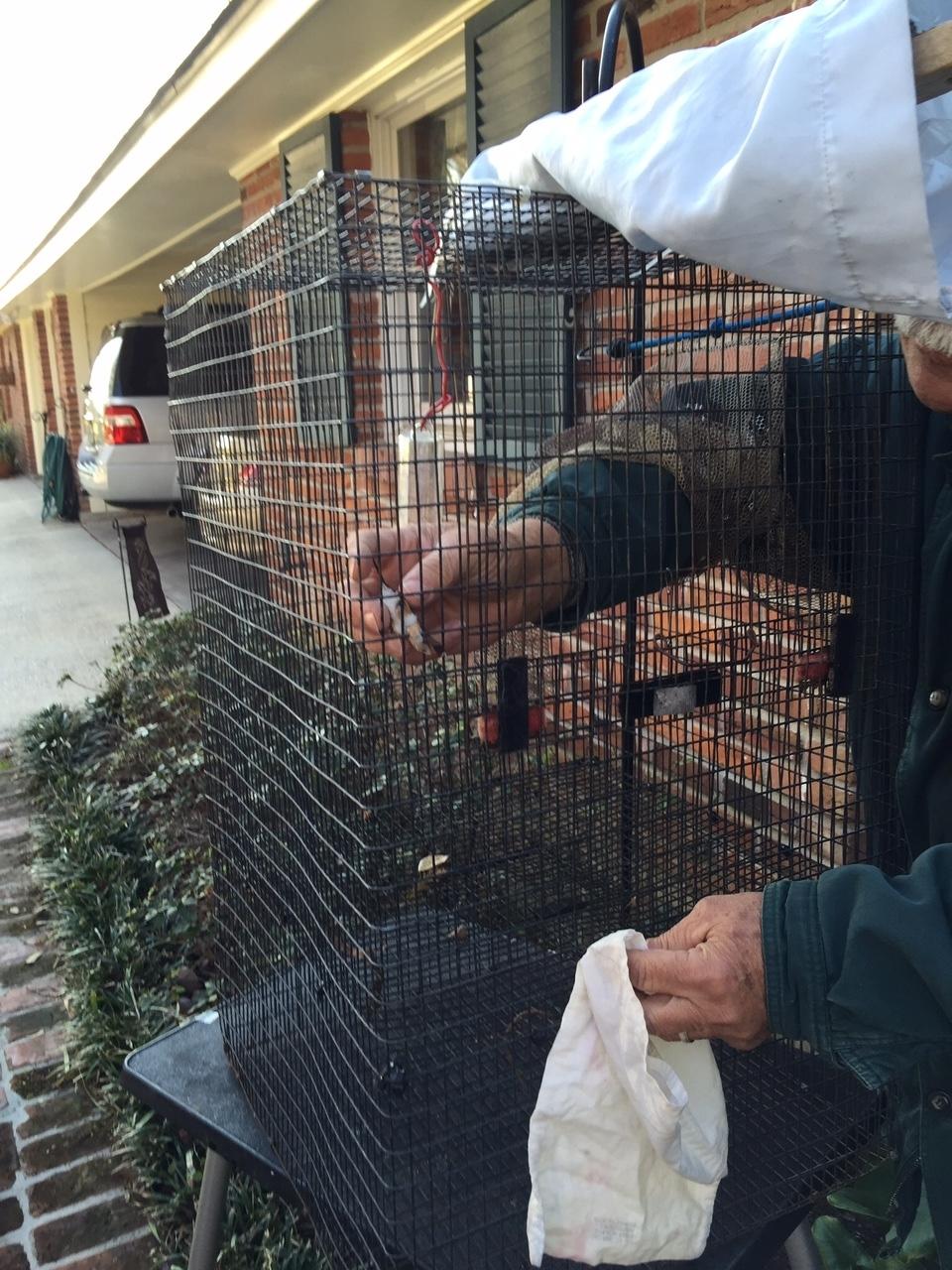 Western Hummingbird Partnership Research Grants