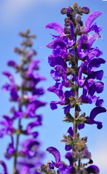 Ask Mr. Sage: What Salvias Grow in Clay Soils?