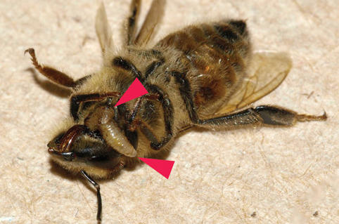 ZomBees More than West Coast Phenomenon