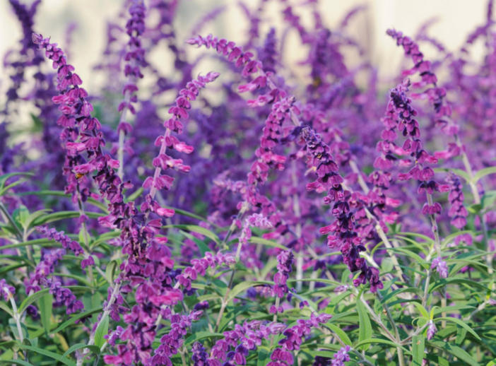 Salvias for Hot, Dry Fresno