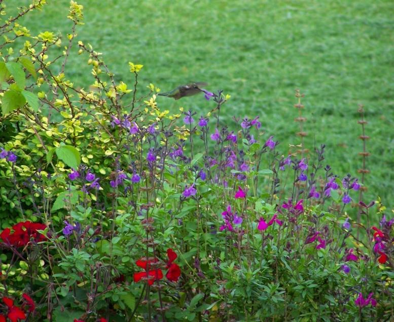 How to Plan a Perennial Border Bursting with Color