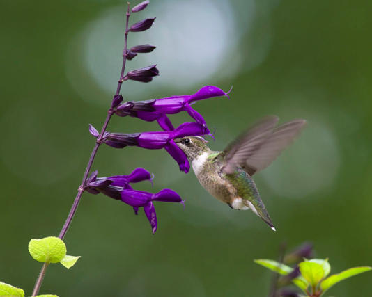 Wildlife Gardening with Favorite Hummingbird Flowers
