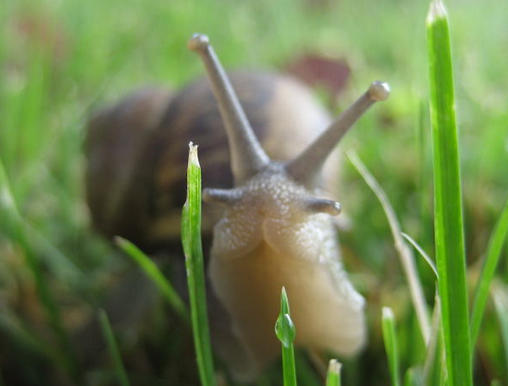 Ask Mr. Sage: How to Control Snails