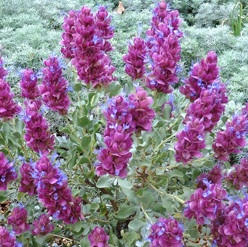 Ask Mr. Sage: How to Water Desert Plants