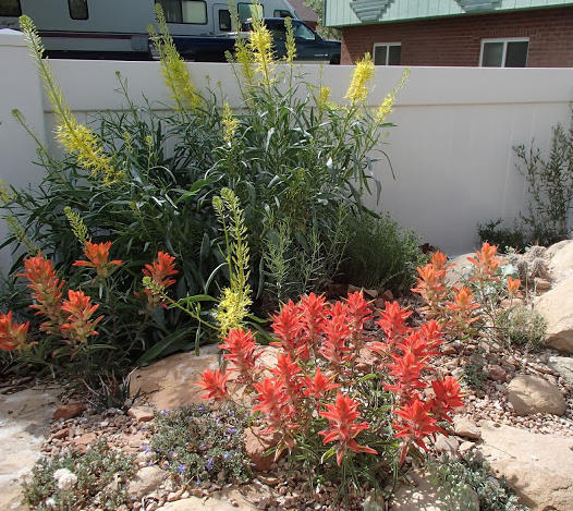 Difference Between Dry Gardens & Unwatered Landscapes