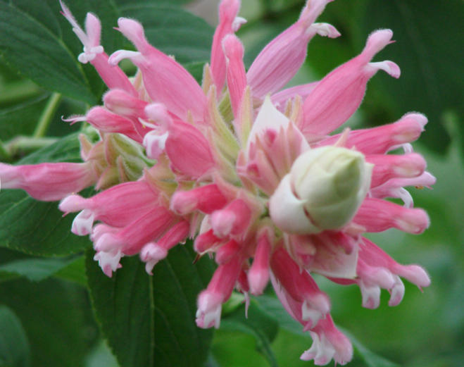 Salvias Down South: 15 Sages to Pink Up Landscapes
