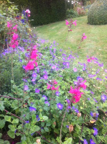 At Rare Plant Fair: For Love of Salvias