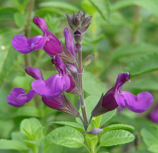 Video: Salvia VIBE® 'Ignition Purple' at 2016 Spring Trials