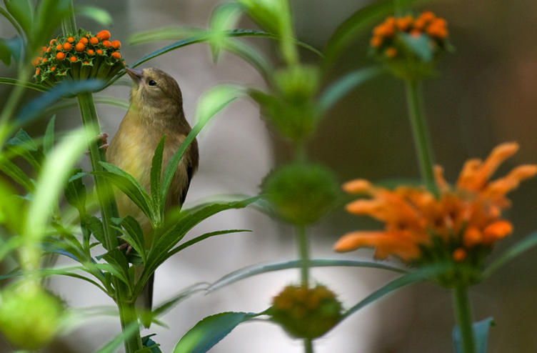 Why Birds in North America and Europe Are Packing Their Bags