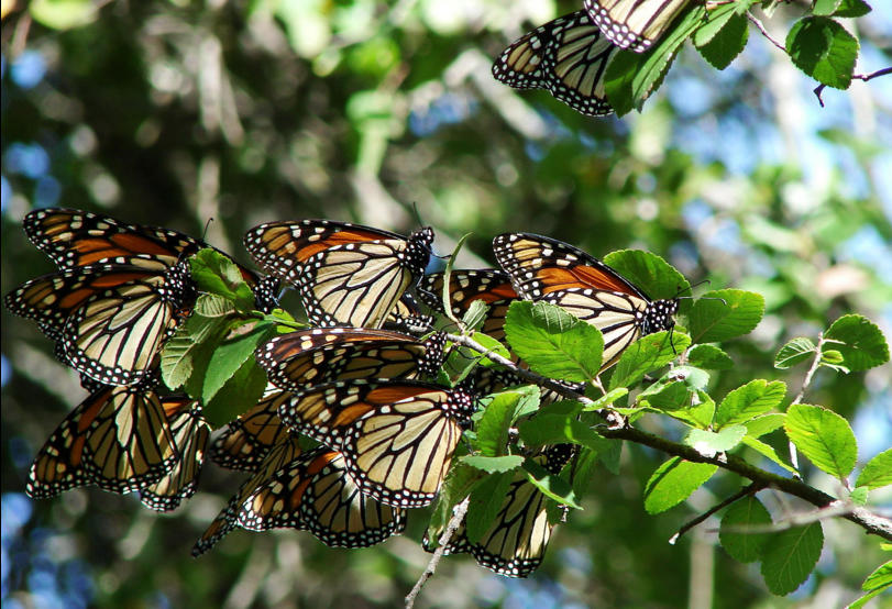 Math Model Predicts Mysterious Monarch Migration