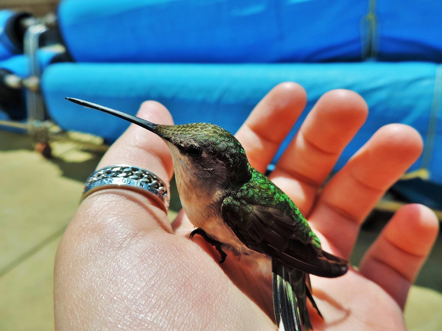 Become an Audubon Hummingbird Citizen Scientist
