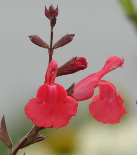 Garden Sleuth IDs Autumn Sage as Plant of the Month