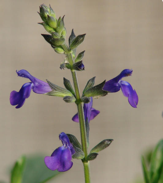 Tapping the Salvia Database at the National Gardening Association