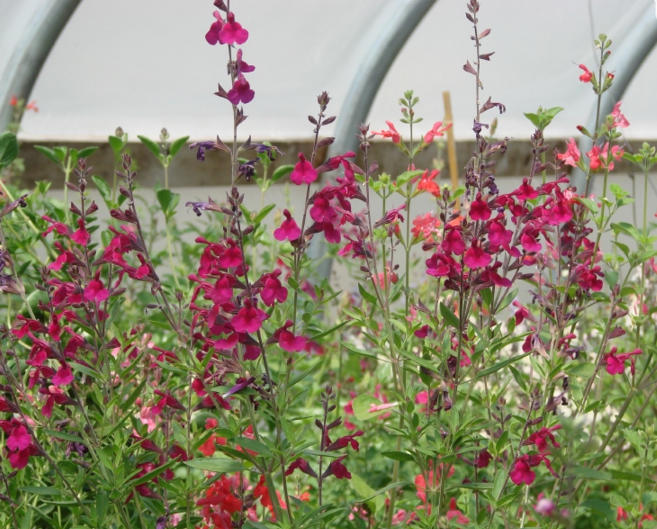 Salvia Greggii: Discovering a Riot of Color