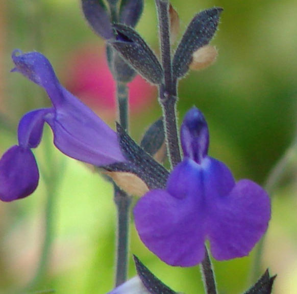 Happy Hybrid Surprises from Salvia Greggii and Microphylla