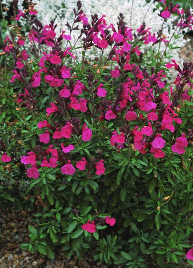 Salvia Greggii & Other Sages Bloom at Idaho Botanic Gardens