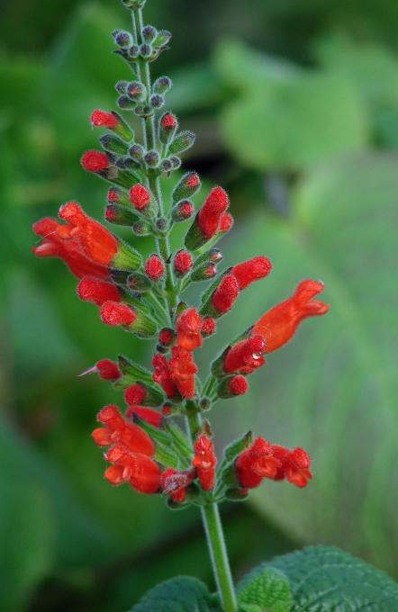 How to Sort More Than 2500 Plant Names for Salvia